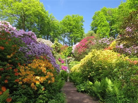 Vyrne's Rhododendron Haven: An Oasis of Serenity